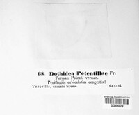 Venturia potentillae image